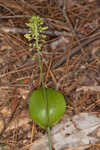 Green adder's-mouth orchid